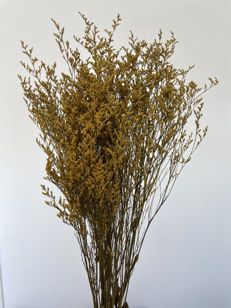 MISTY LOVER GRASS