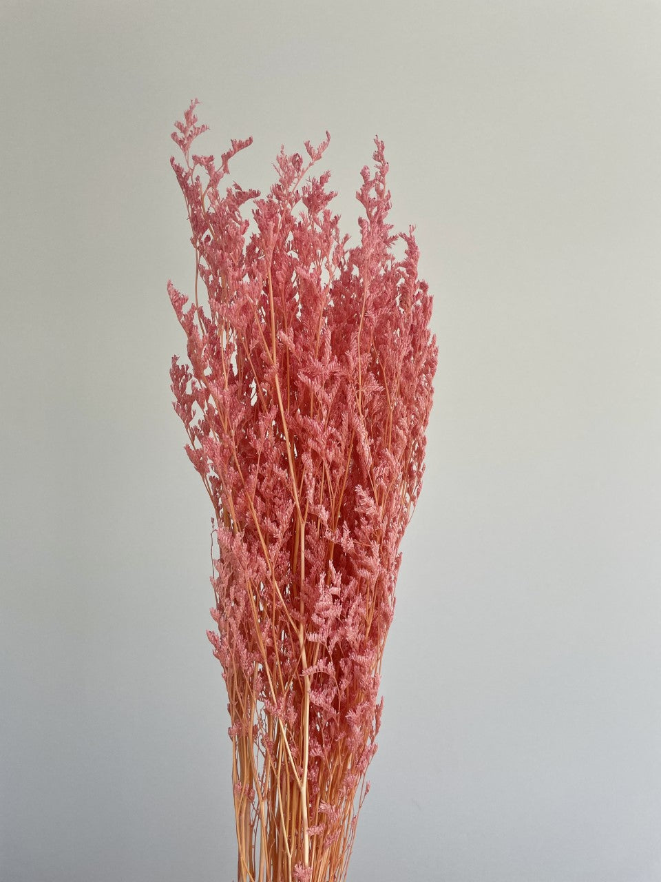 MISTY LOVER GRASS