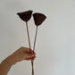 LOTUS PODS
