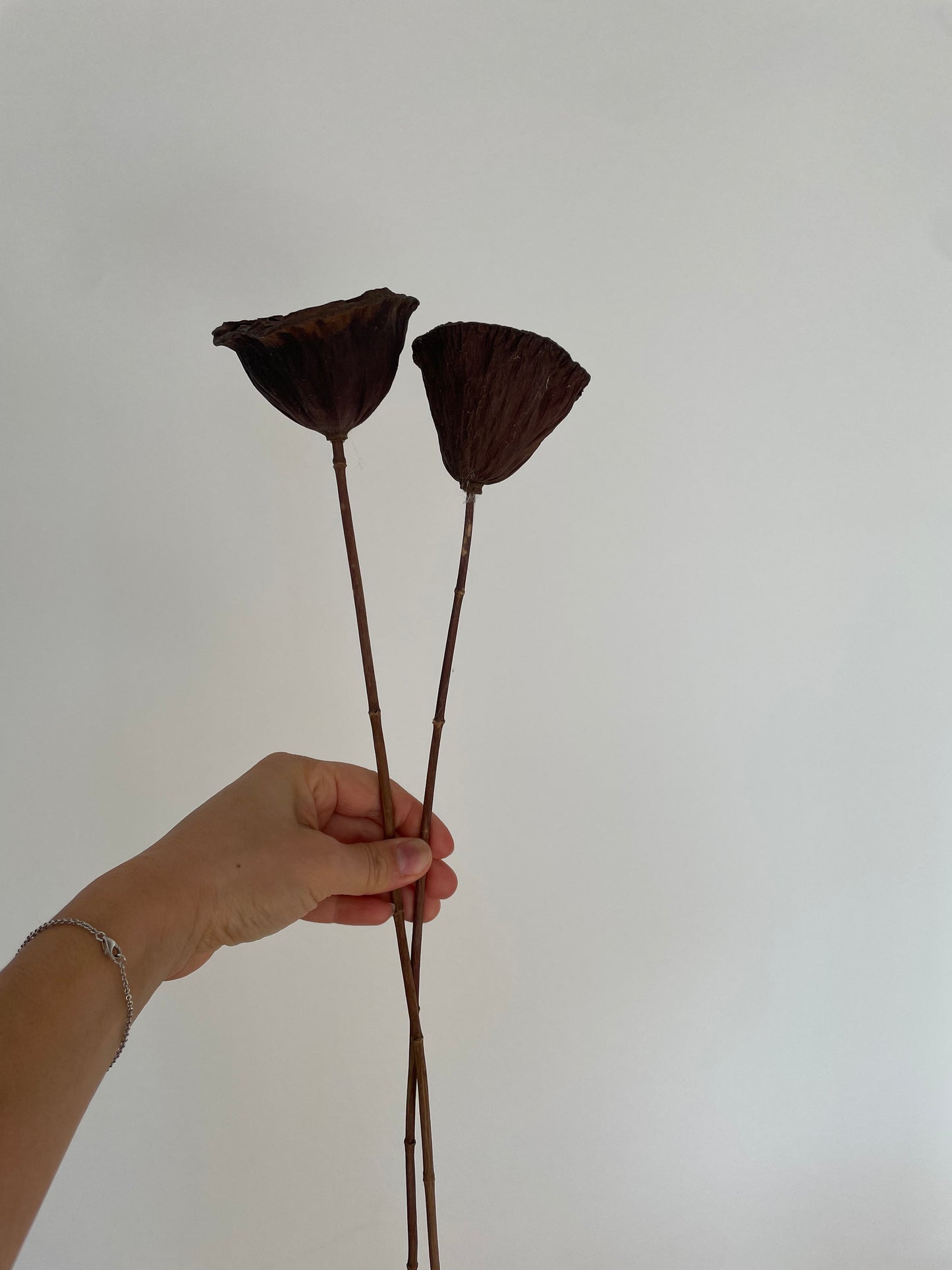 LOTUS PODS