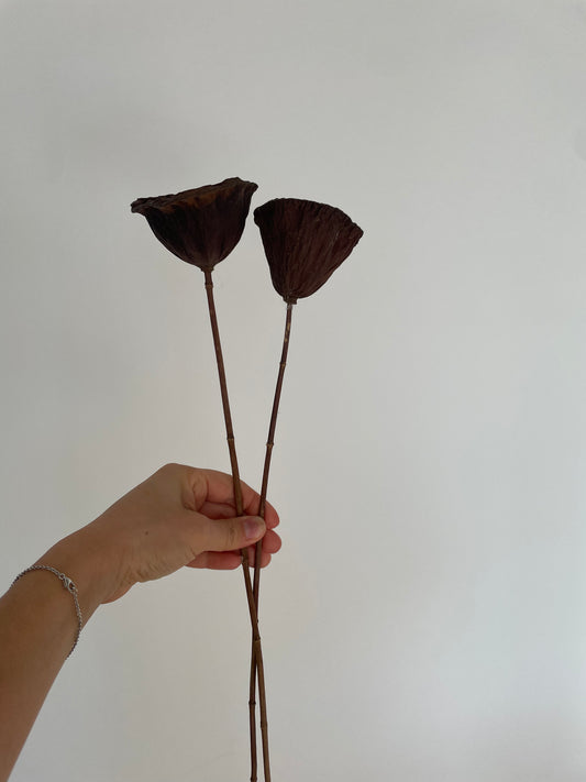 LOTUS PODS
