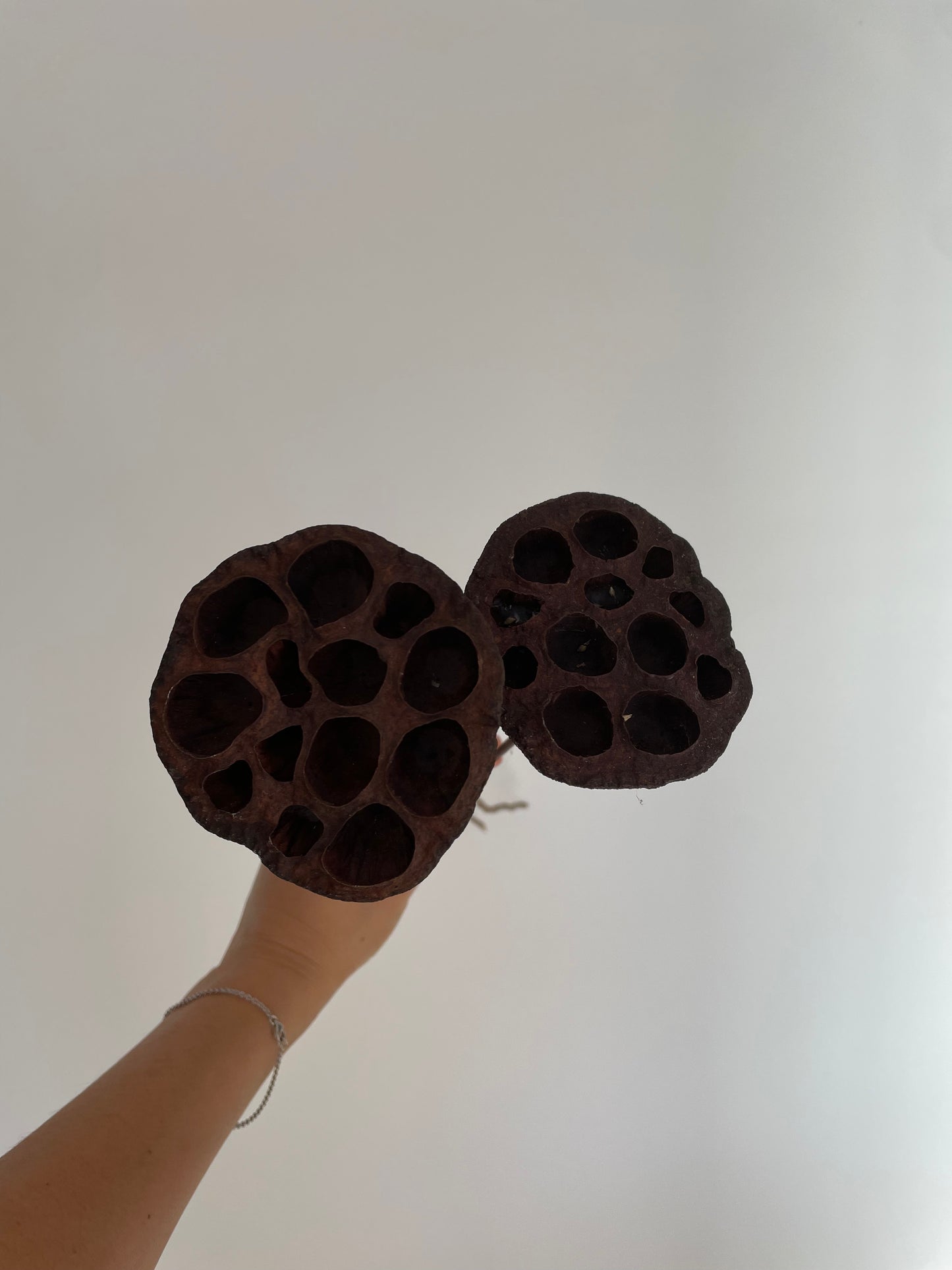 LOTUS PODS