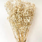 BABY BREATH