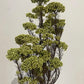 RICE FLOWERS