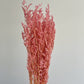 MISTY LOVER GRASS