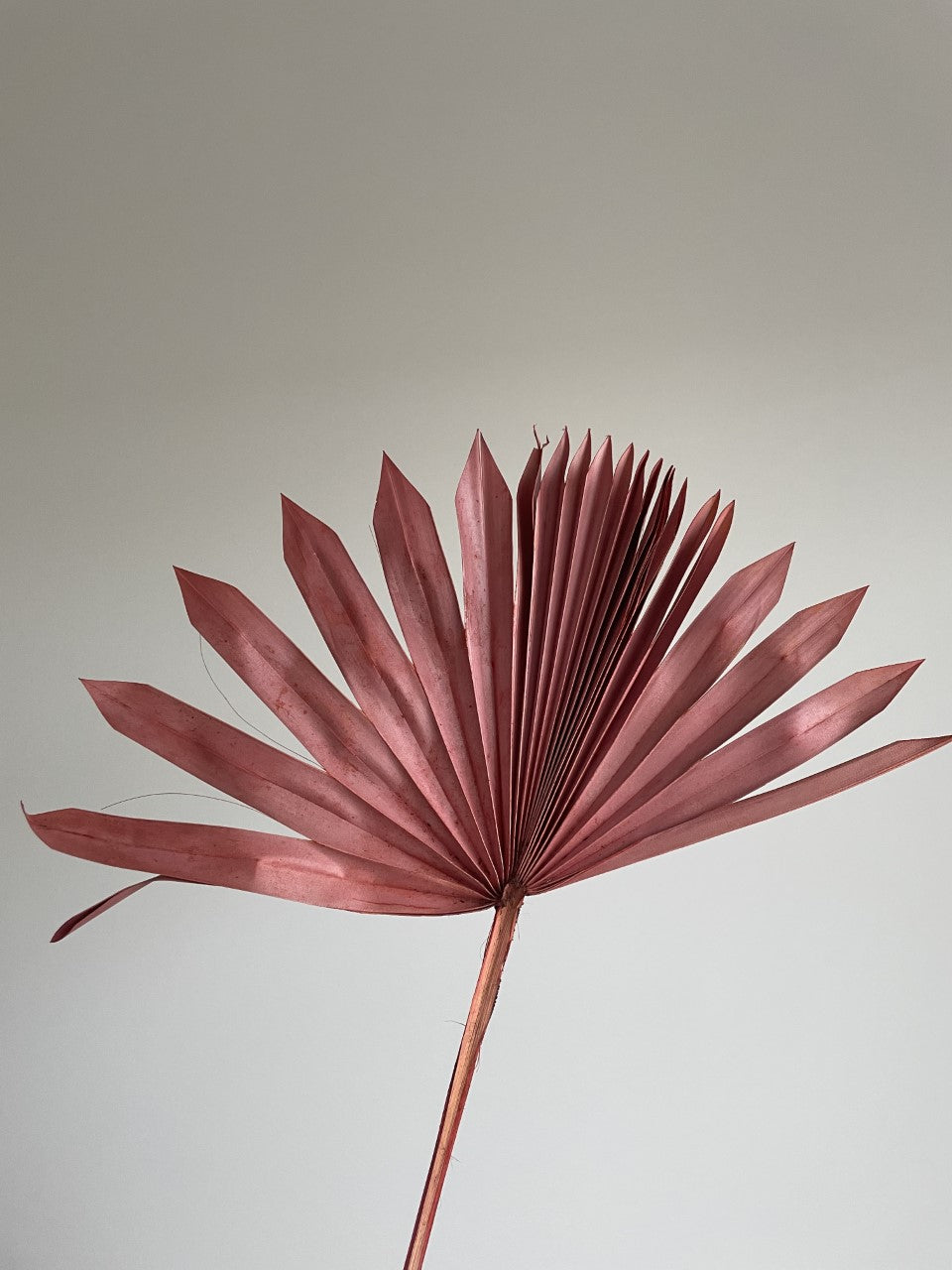 SUN SPEAR PALM - SMALL