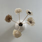 SOLA FLOWERS