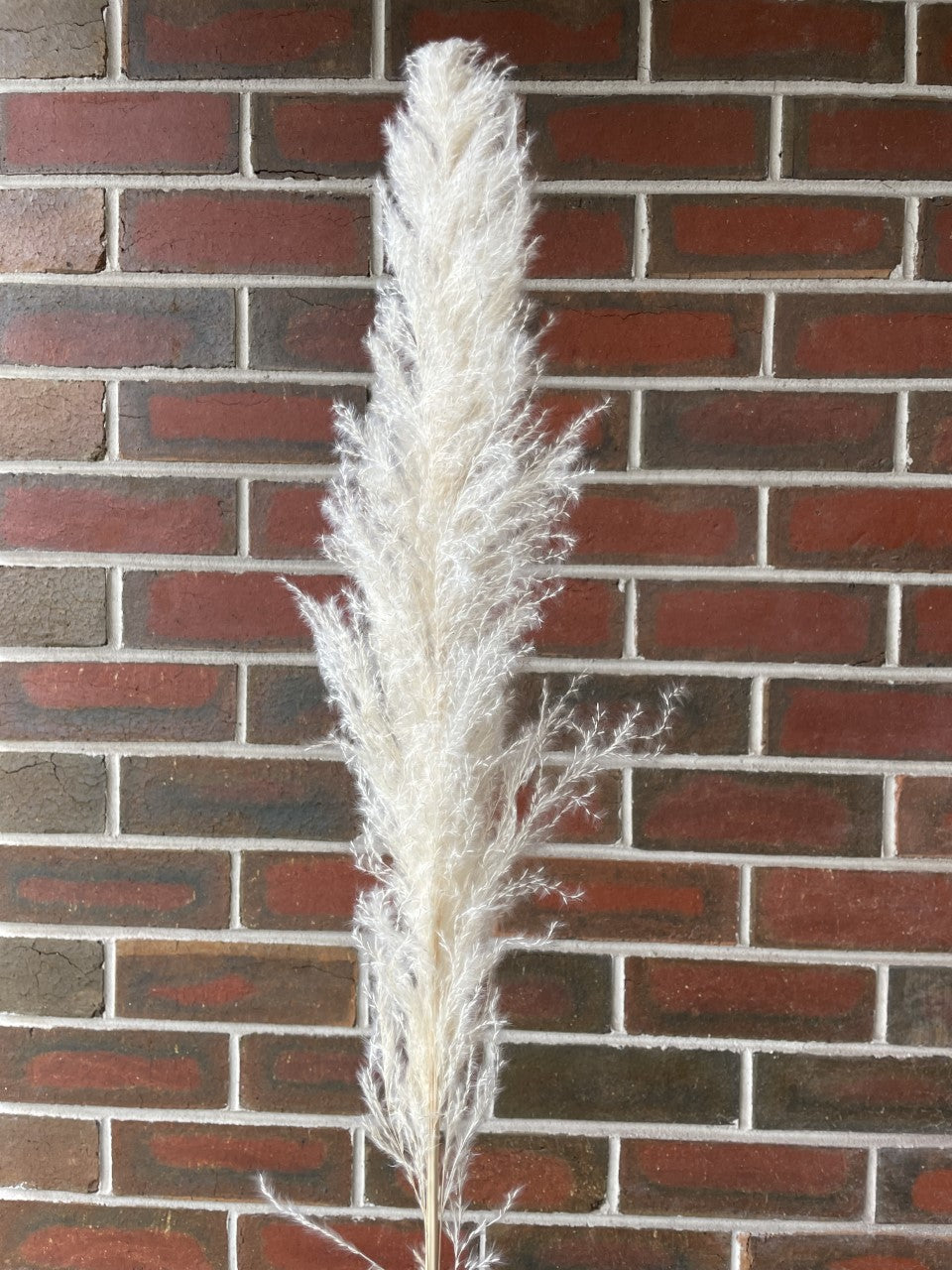 NATURAL PAMPAS STEMS