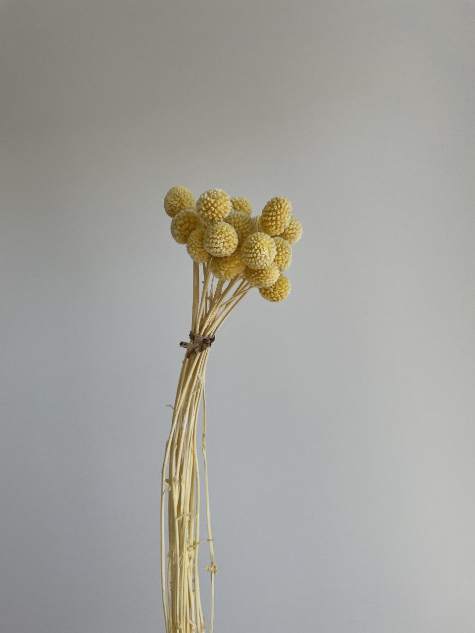 BILLY BUTTONS